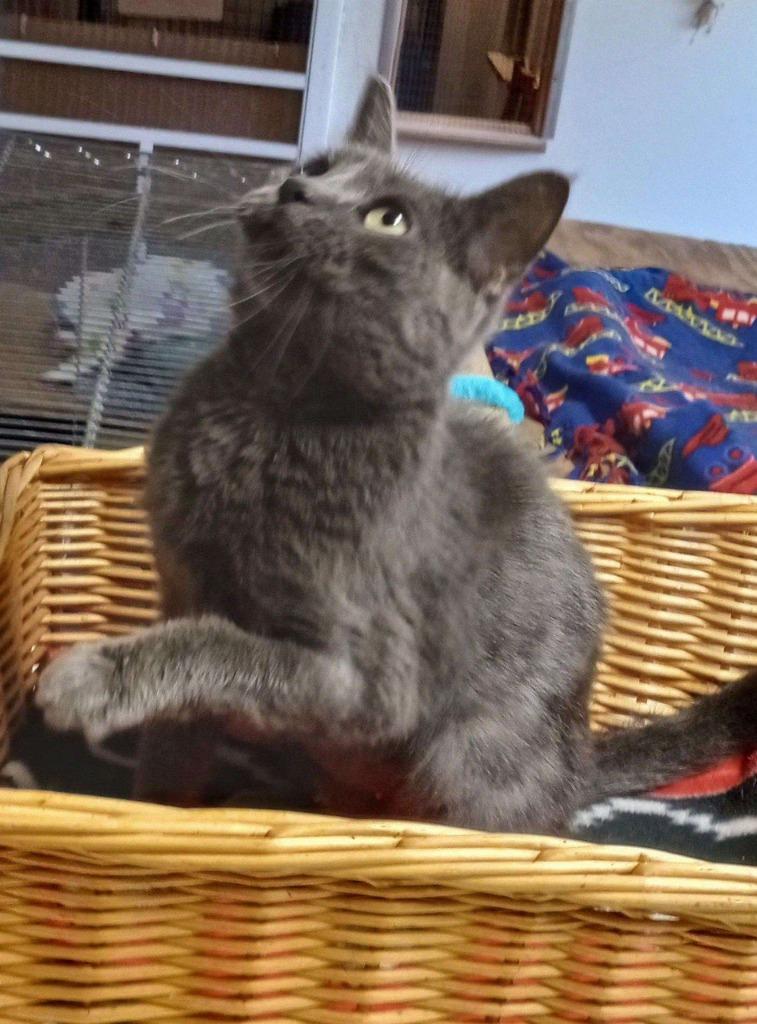 Yelena (Elaina), a Adoptable mixed breed in Buffalo, MO image 2/3