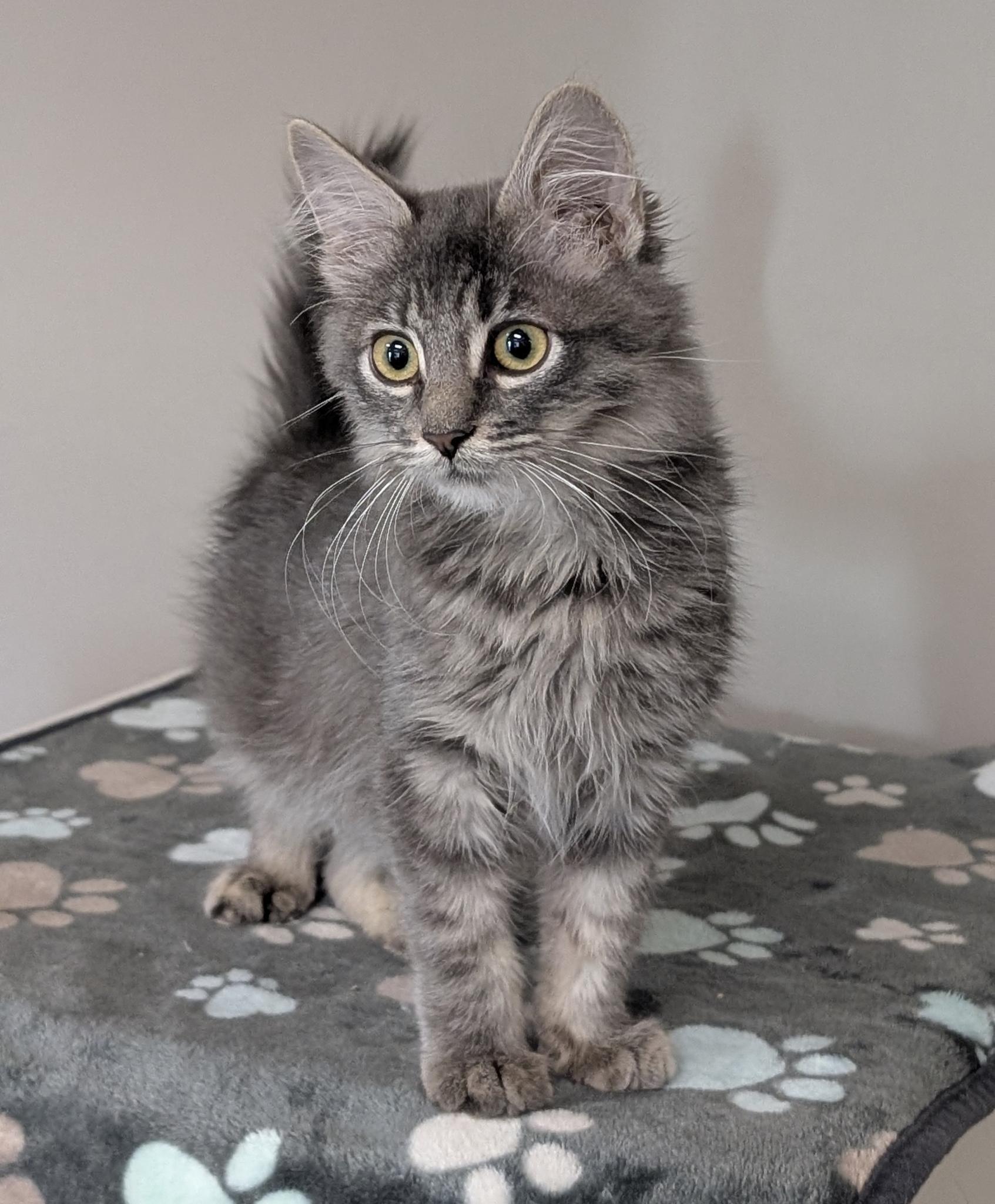 Jojo, Adoptable, Kitten Male Domestic Medium Hair.