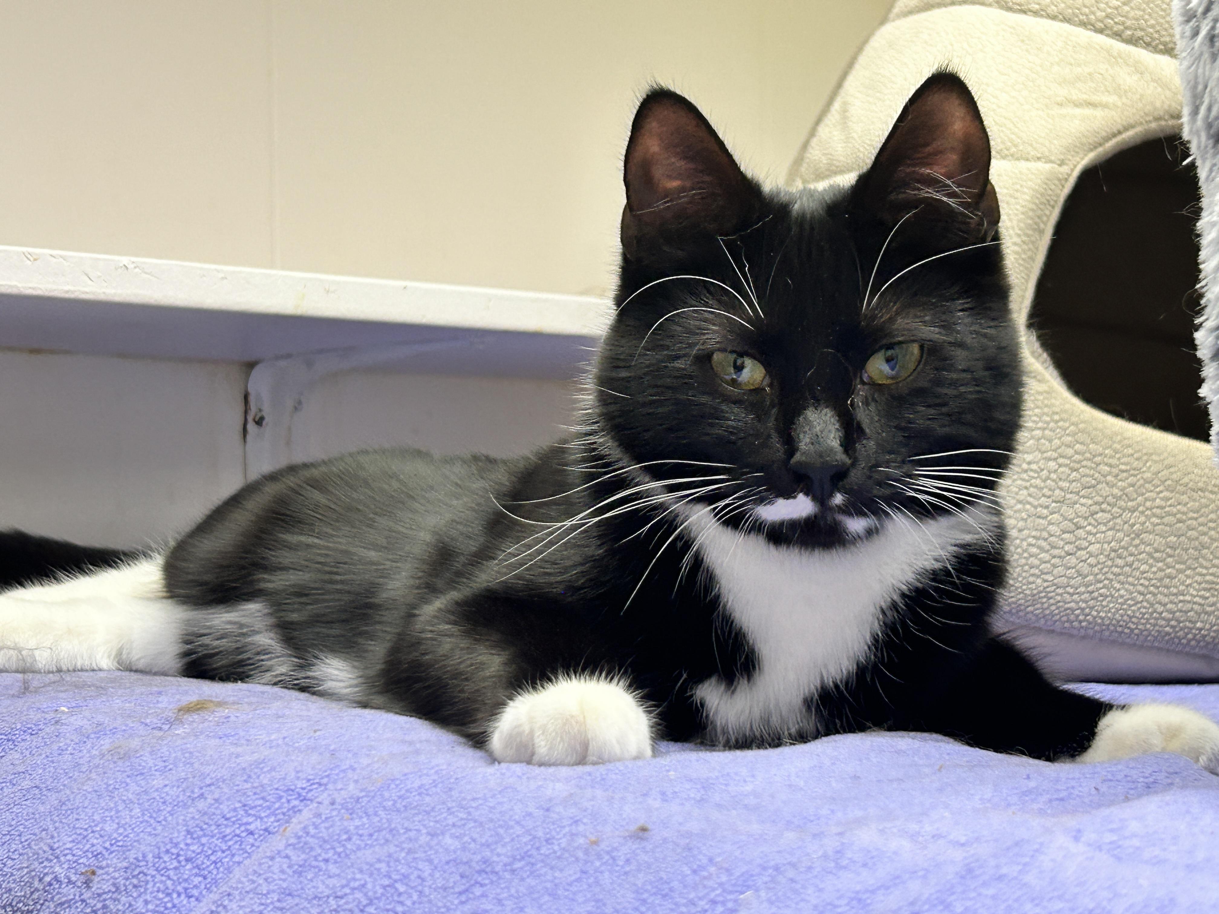Enlarge Lil Sebastian (Bonded with Punky Betty), a ADOPTABLE Tuxedo in Maple Ridge, BC image 2/6