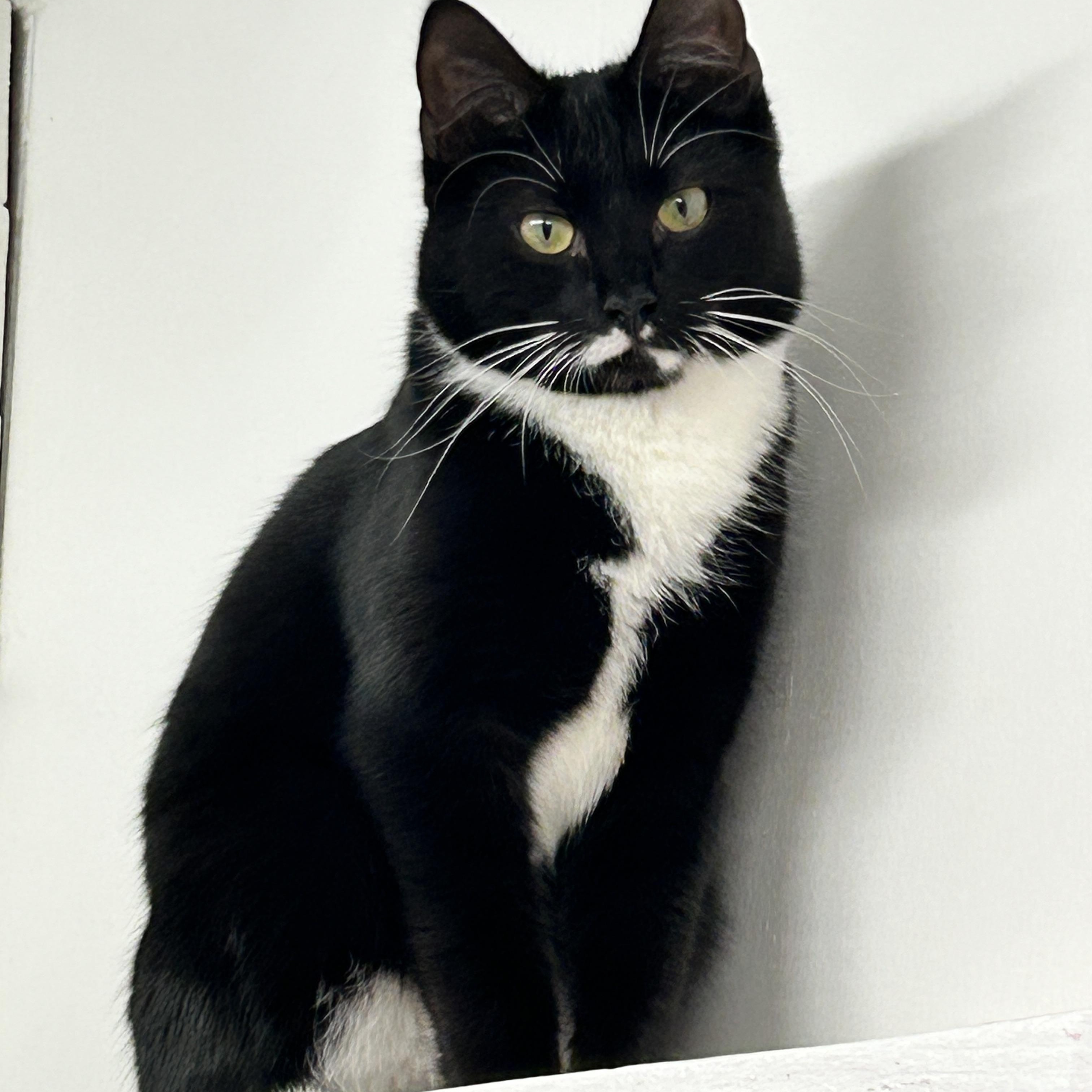 Enlarge Lil Sebastian (Bonded with Punky Betty), a ADOPTABLE Tuxedo in Maple Ridge, BC image 5/6