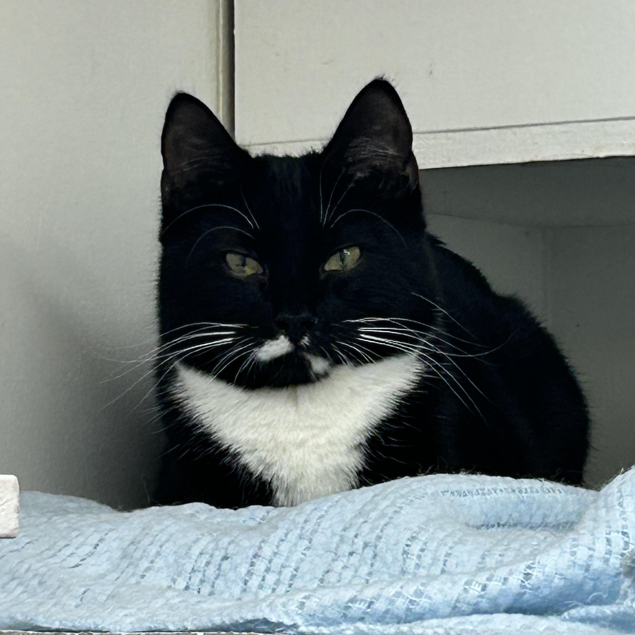 Enlarge Lil Sebastian (Bonded with Punky Betty), a ADOPTABLE Tuxedo in Maple Ridge, BC image 4/6