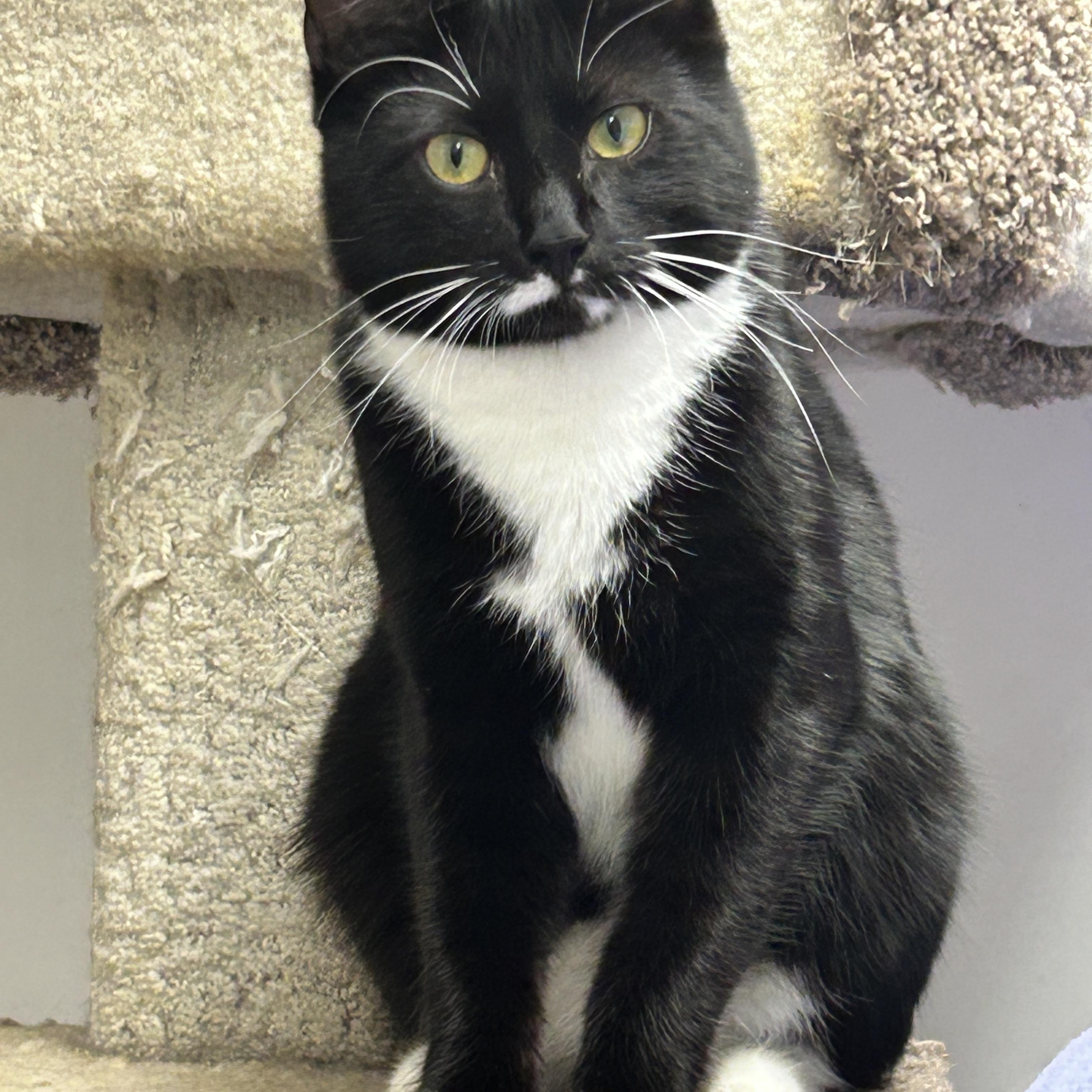 Lil Sebastian (Bonded with Punky Betty), ADOPTABLE, Young Male Tuxedo.