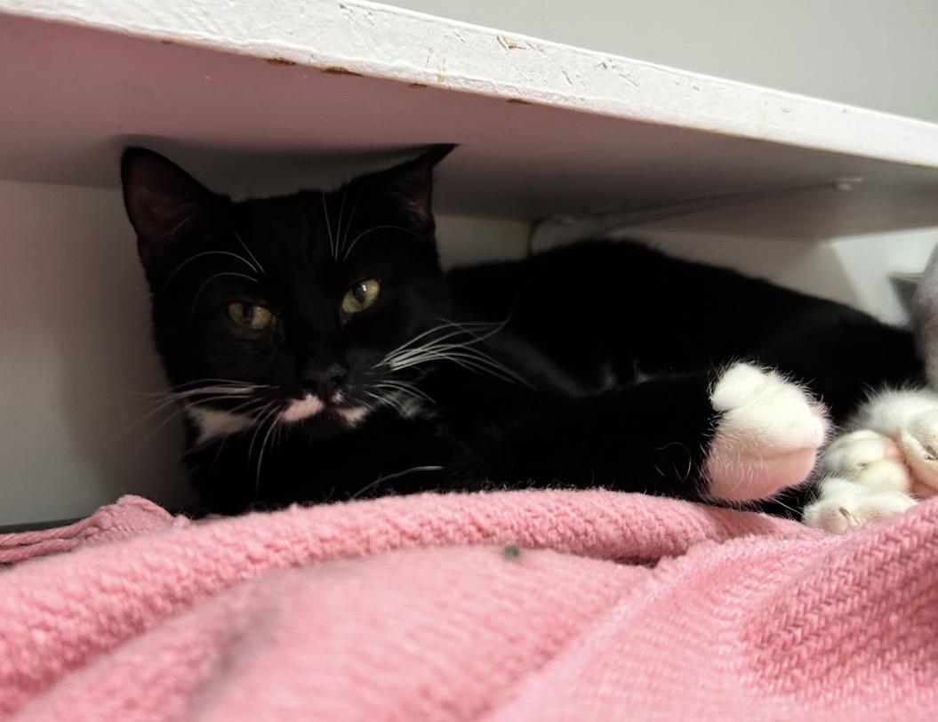 Enlarge Lil Sebastian (Bonded with Punky Betty), a ADOPTABLE Tuxedo in Maple Ridge, BC image 6/6