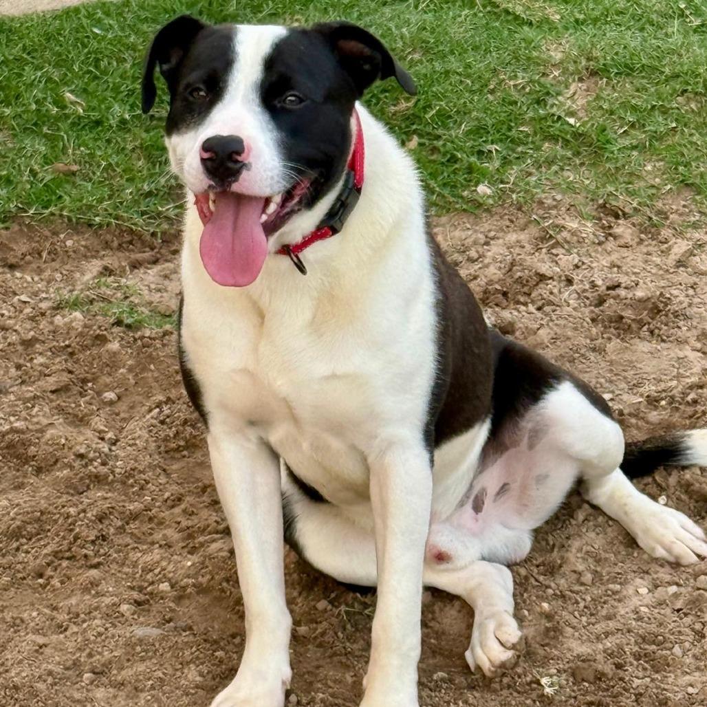 Enlarge Domino II, a Adoptable Pit Bull Terrier in Mount Pleasant, TX image 1/6