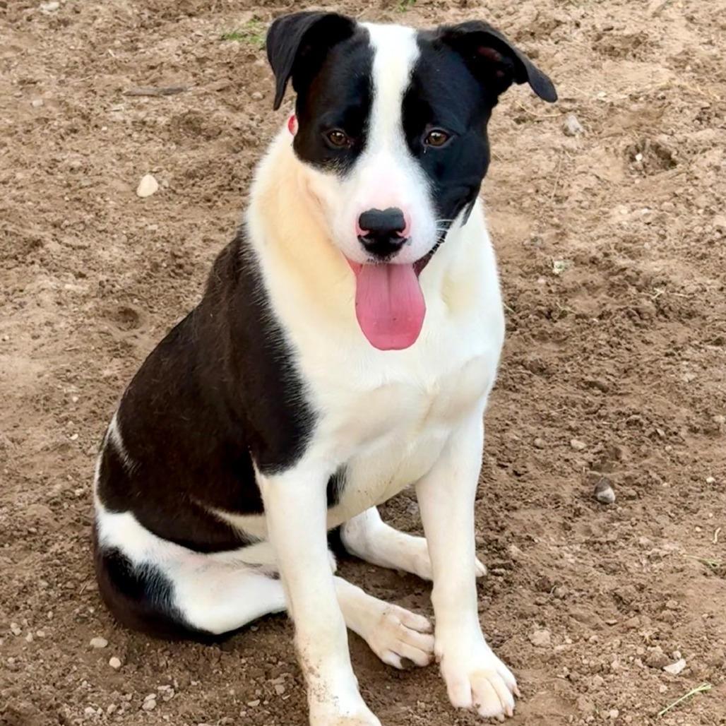 Enlarge Domino II, a Adoptable Pit Bull Terrier in Mount Pleasant, TX image 2/6
