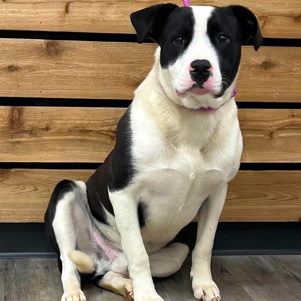 Enlarge Domino II, a Adoptable Pit Bull Terrier in Mount Pleasant, TX image 3/6