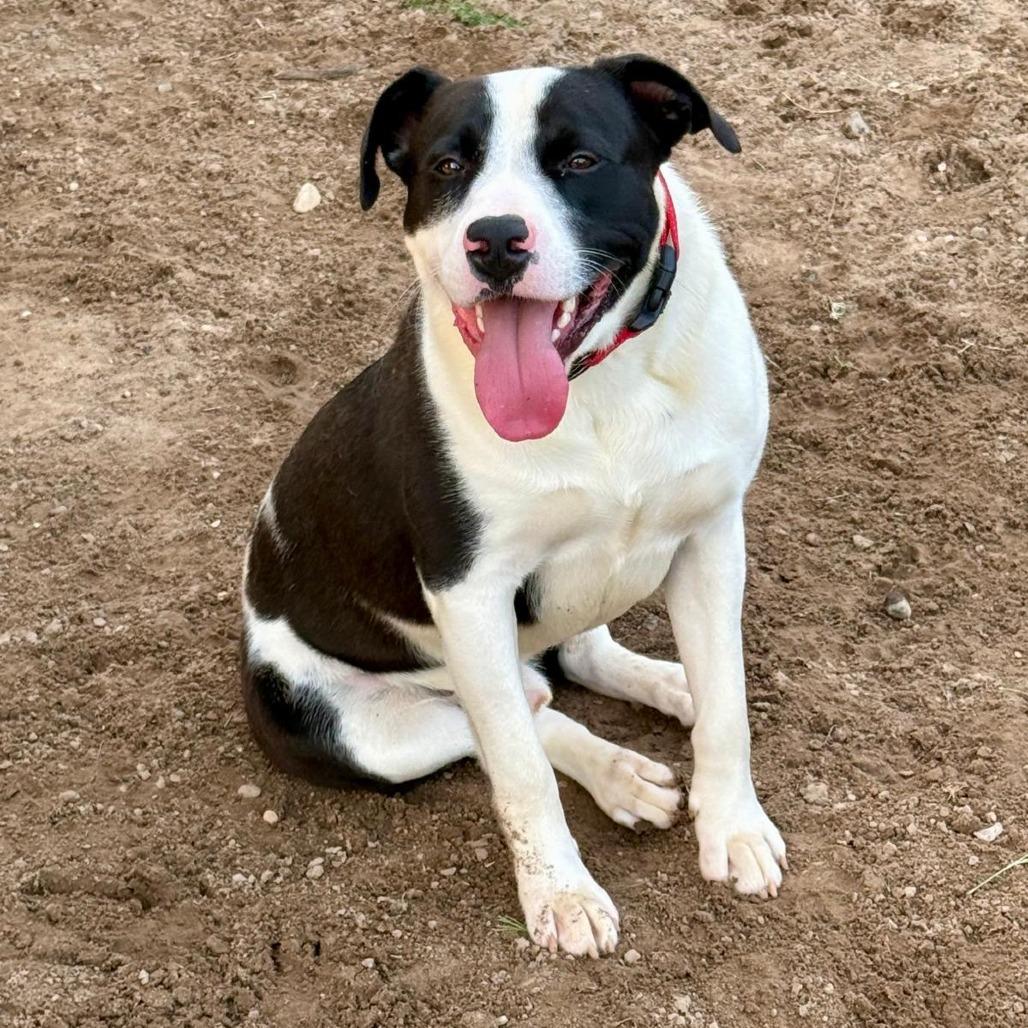 Enlarge Domino II, a Adoptable Pit Bull Terrier in Mount Pleasant, TX image 4/6