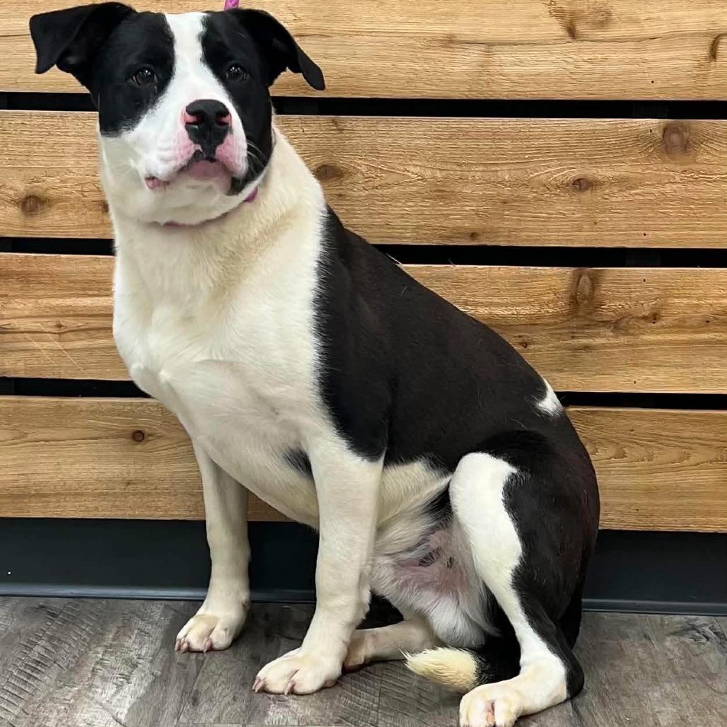 Enlarge Domino II, a Adoptable Pit Bull Terrier in Mount Pleasant, TX image 5/6