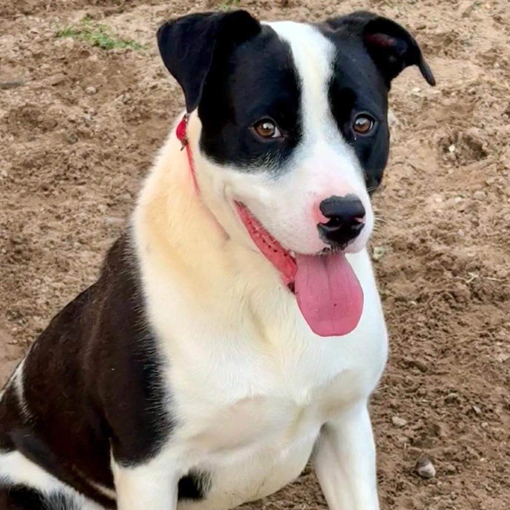 Enlarge Domino II, a Adoptable Pit Bull Terrier in Mount Pleasant, TX image 6/6