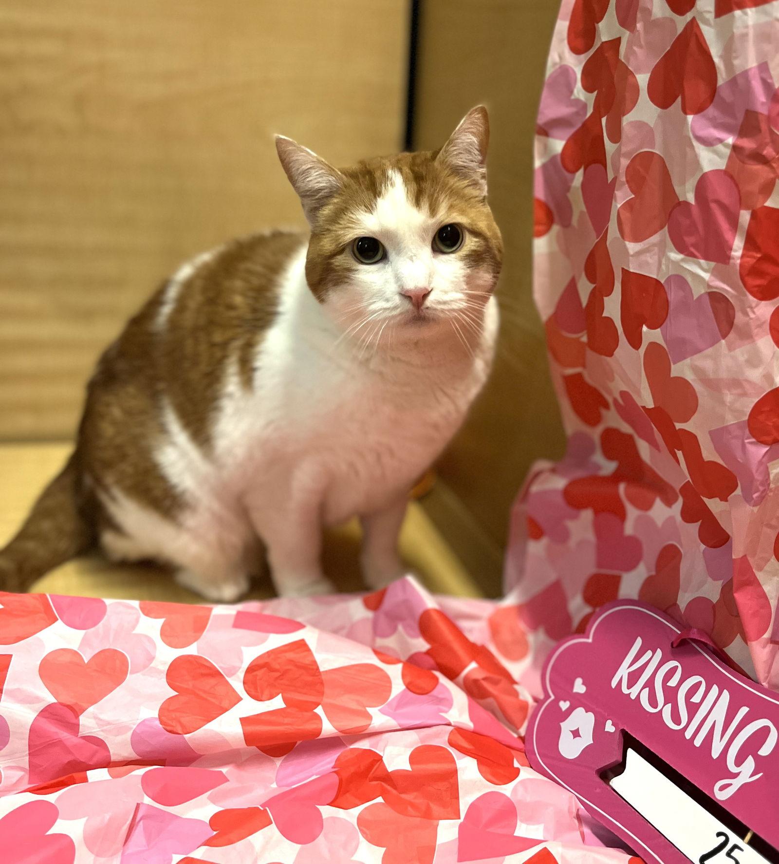 Spaghetti-O, Adoptable, Young Female Domestic Short Hair.