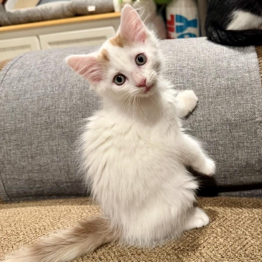 Oakley, Adoptable, Kitten Male Domestic Long Hair.