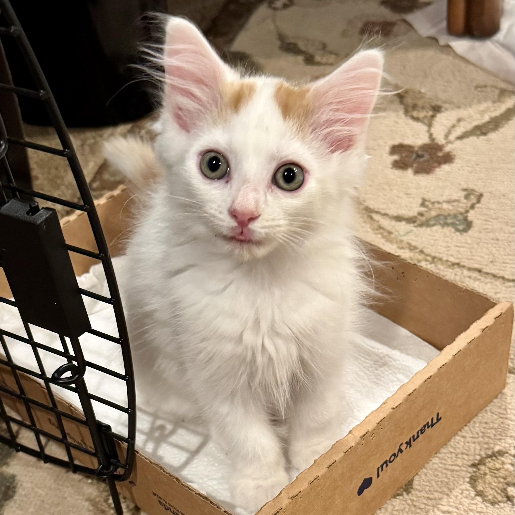 Oakley, a Adoptable Domestic Long Hair in East Amherst, NY image 2/4