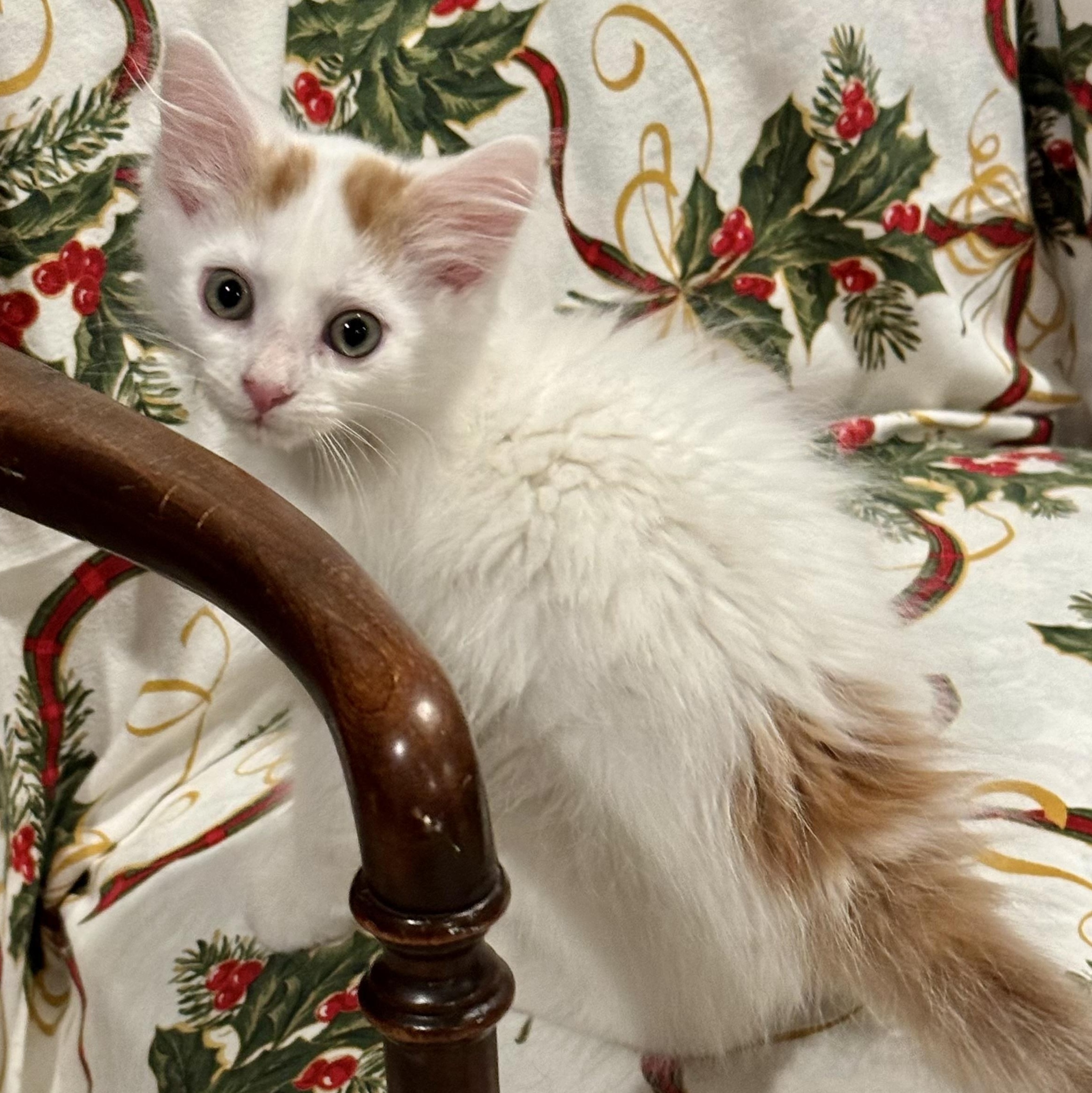 Oakley, a Adoptable Domestic Long Hair in East Amherst, NY image 3/4
