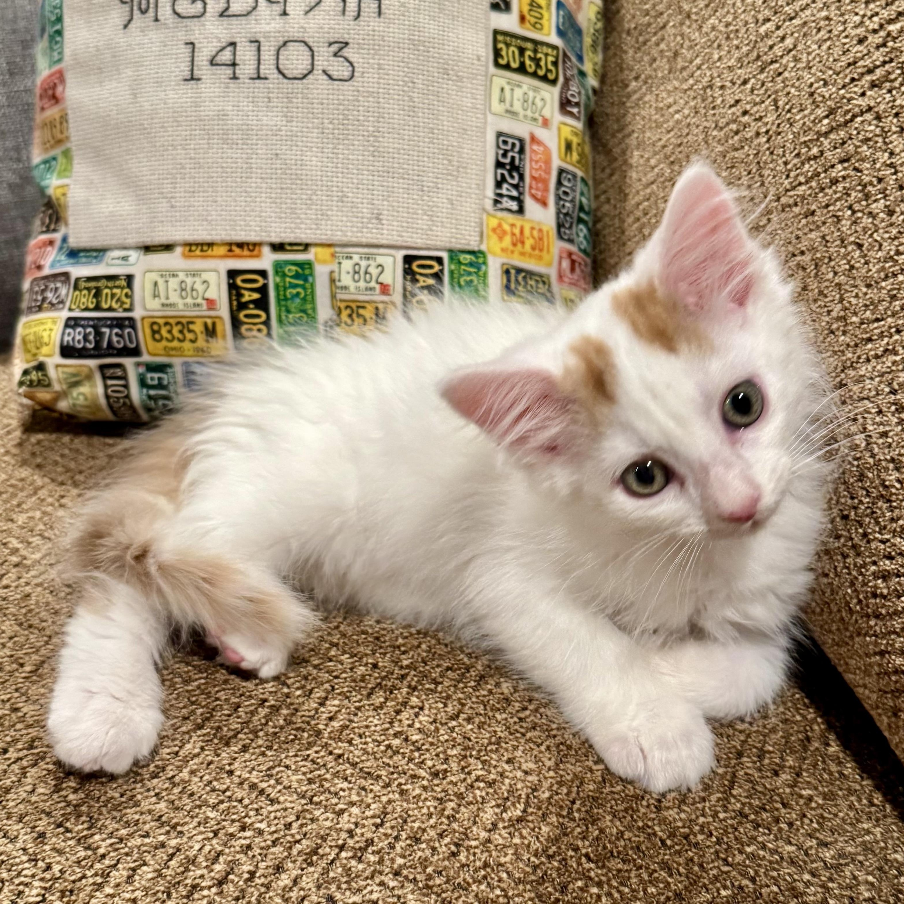 Oakley, a Adoptable Domestic Long Hair in East Amherst, NY image 4/4