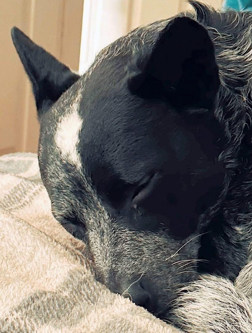Willow, a Adoptable Australian Cattle Dog / Blue Heeler in Bassett, VA image 4/6