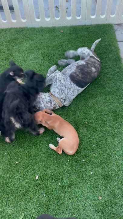 Enlarge Joselyn, a ADOPTABLE Chiweenie in Corona, CA video 3/3