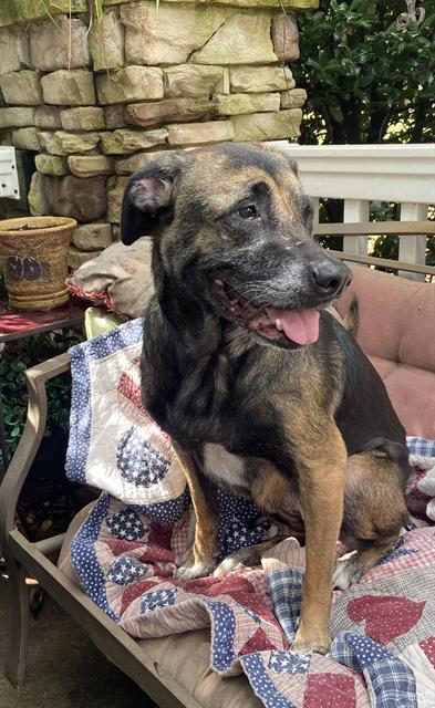 Enlarge HOLLY, a Adoptable Mixed Breed in Charlotte, NC image 1/1