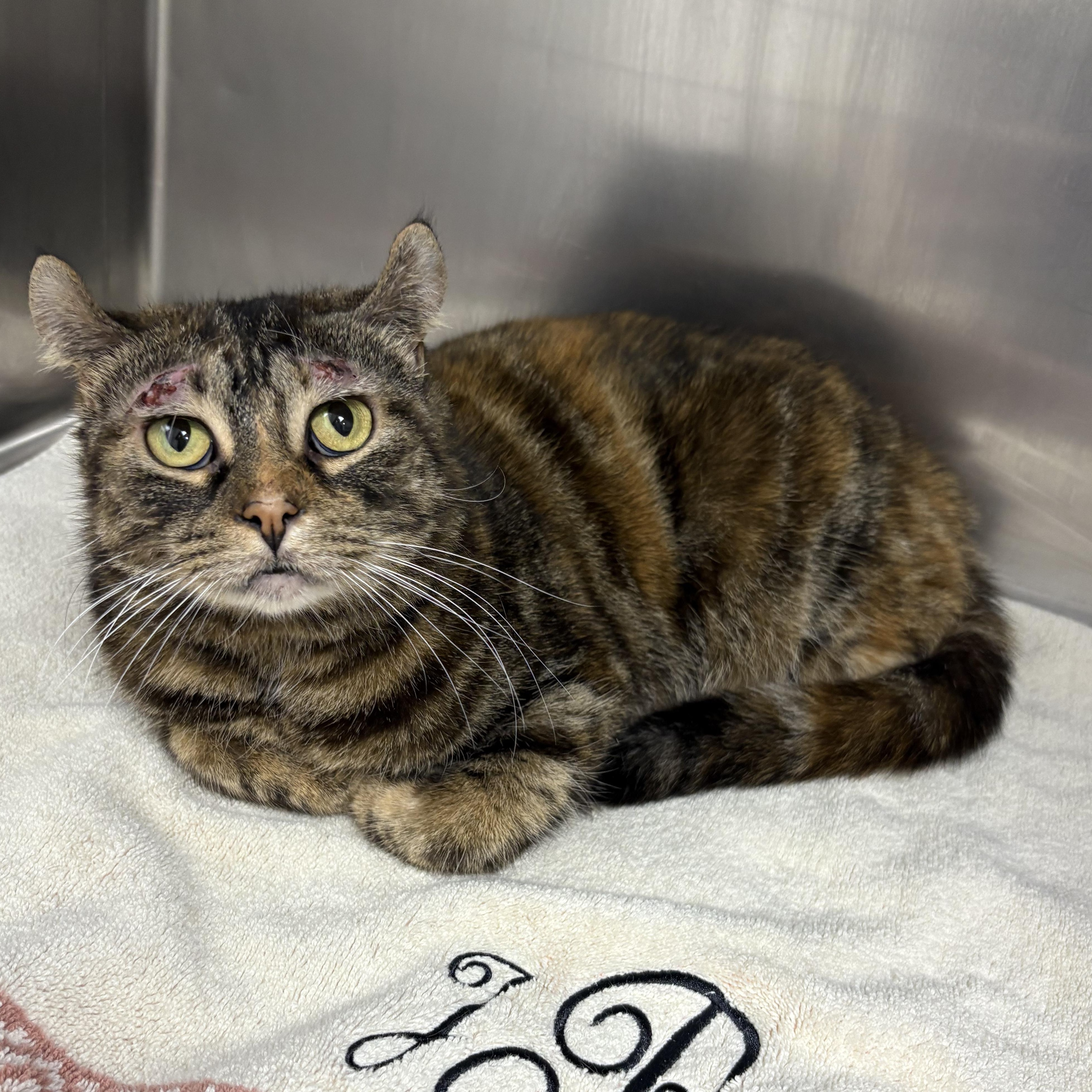 Enlarge Penny, a Adoptable mixed breed in LITTLE MOUNTAIN, SC image 2/5