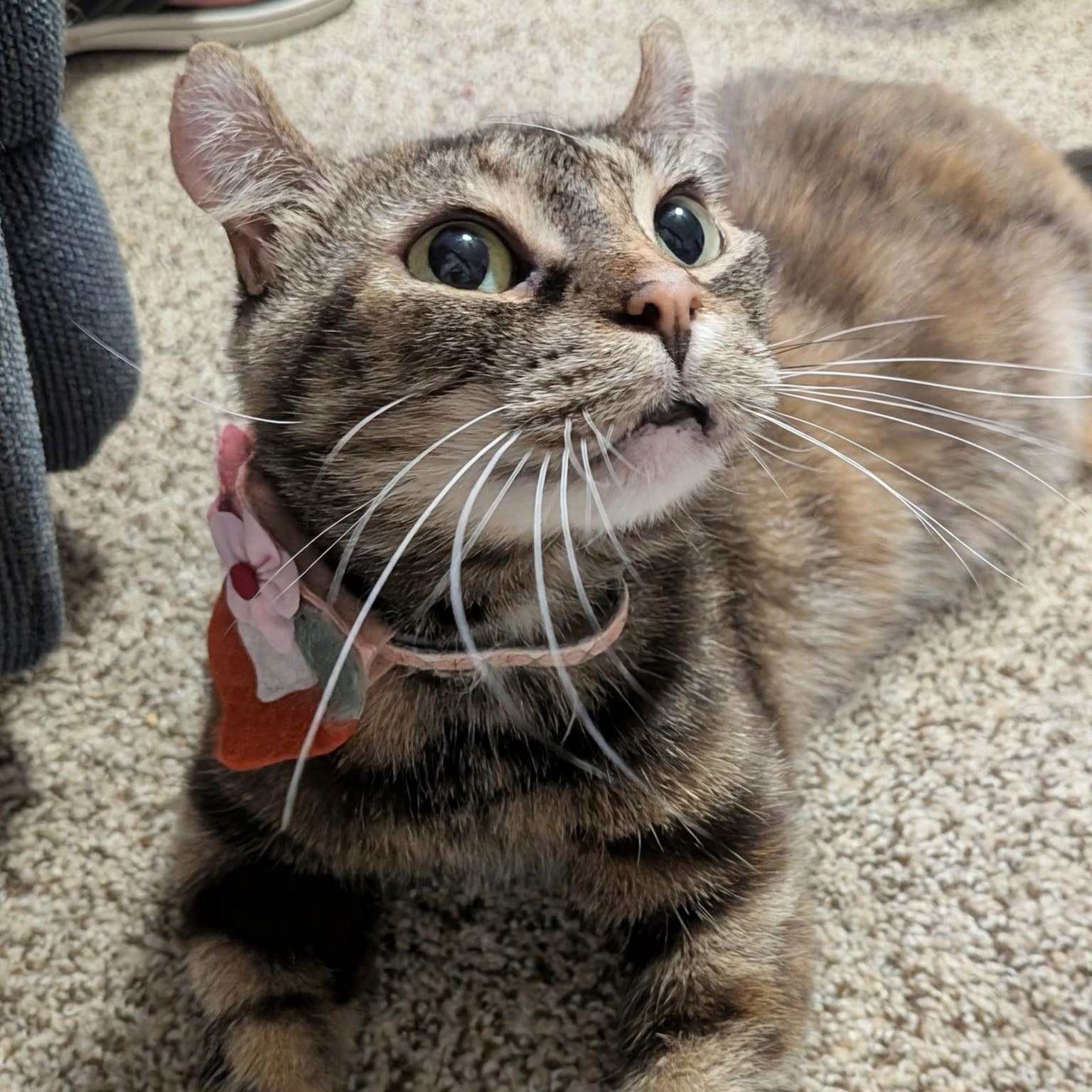 Penny, Adoptable, Adult Female American Curl.
