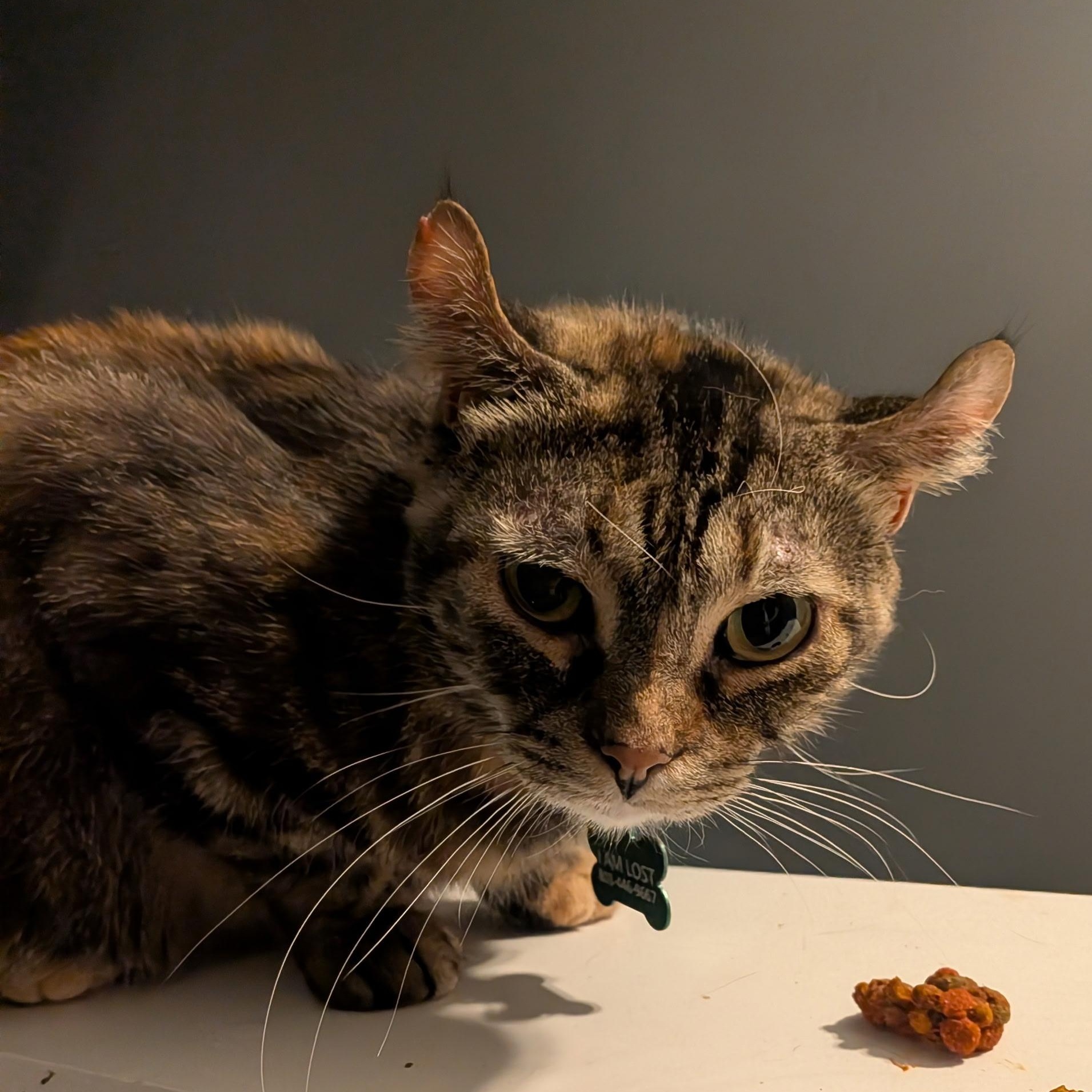 Enlarge Penny, a Adoptable mixed breed in LITTLE MOUNTAIN, SC image 5/5