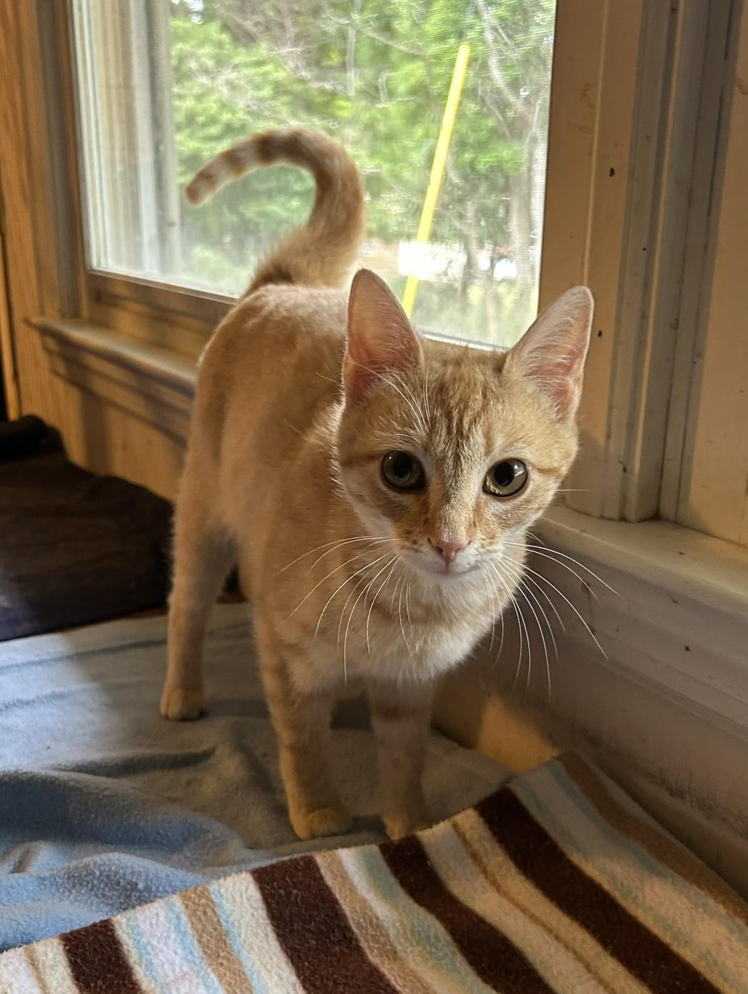 Layla, Lola, and Luna - The L Family, a ADOPTABLE Domestic Short Hair in Floyd, VA image 2/3
