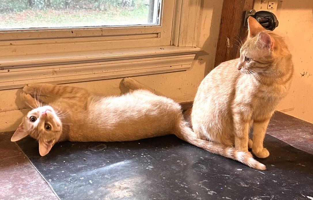 Layla and Lola - The L Family, a ADOPTABLE Domestic Short Hair in Floyd, VA image 1/5