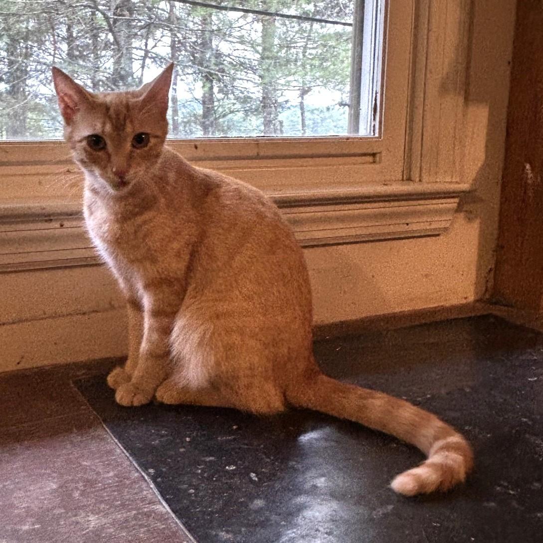 Layla and Lola - The L Family, a ADOPTABLE Domestic Short Hair in Floyd, VA image 2/5