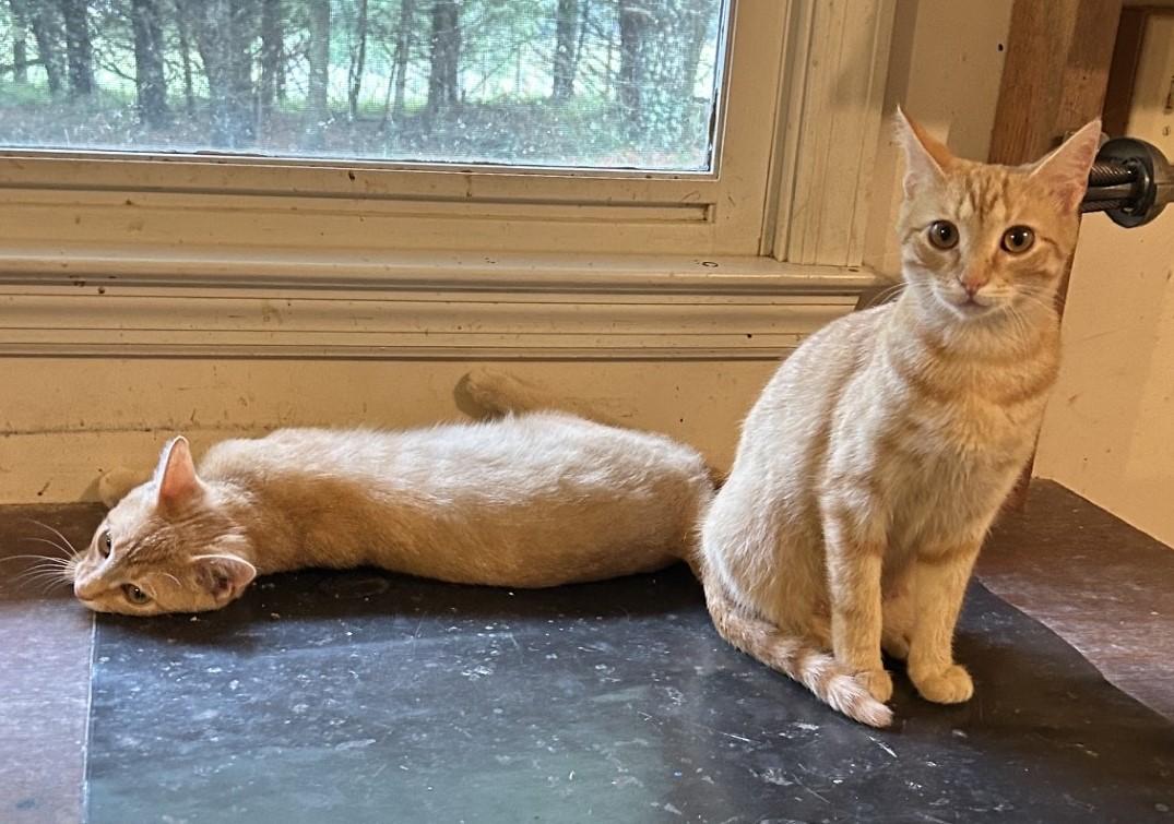 Layla and Lola - The L Family, a ADOPTABLE Domestic Short Hair in Floyd, VA image 3/5