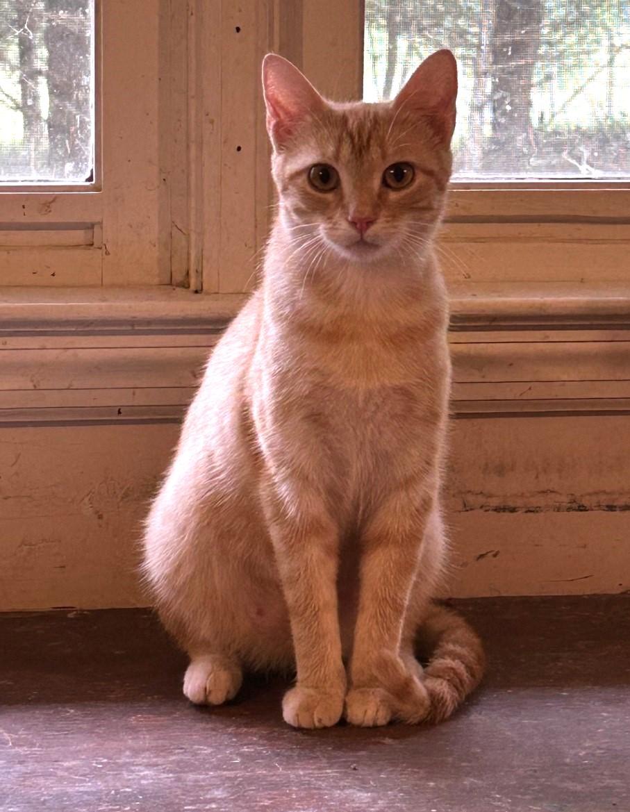 Layla and Lola - The L Family, a ADOPTABLE Domestic Short Hair in Floyd, VA image 4/5