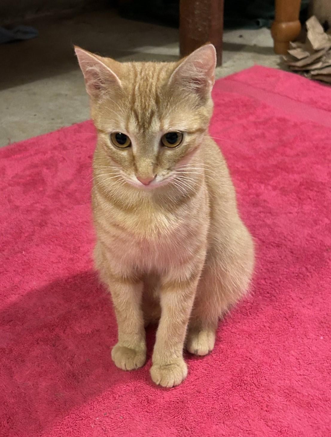 Layla and Lola - The L Family, a ADOPTABLE Domestic Short Hair in Floyd, VA image 5/5