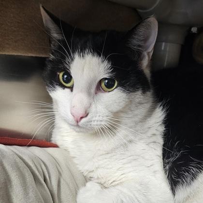 Khali, Adoptable, Adult Male Domestic Short Hair & Domestic Short Hair.