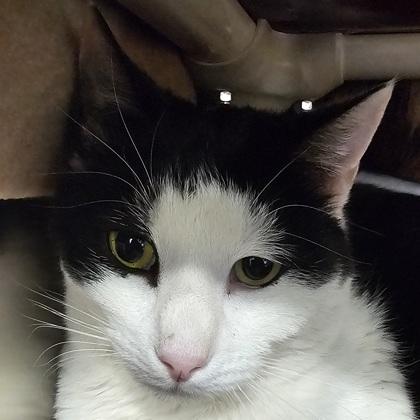 Enlarge Khali, a Adoptable mixed breed in Scotia, NY image 2/3