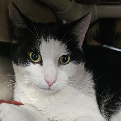 Enlarge Khali, a Adoptable mixed breed in Scotia, NY image 3/3