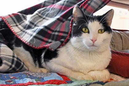 Khali, Adoptable, Adult Male Domestic Short Hair & Domestic Short Hair.