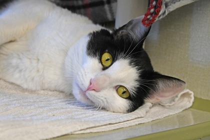 Enlarge Khali, a Adoptable mixed breed in Scotia, NY image 2/3