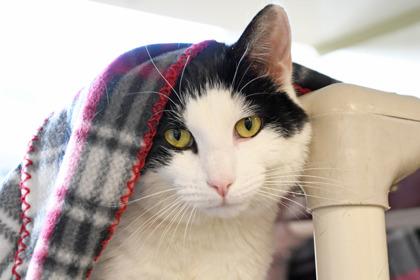 Enlarge Khali, a Adoptable mixed breed in Scotia, NY image 3/3