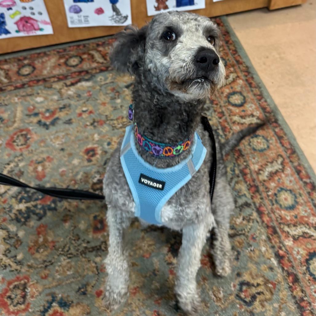 Enlarge Ralphie, a Adoptable Miniature Poodle in Walden, NY image 1/4