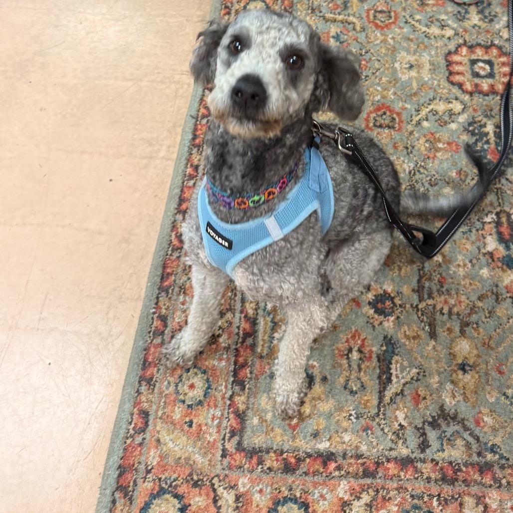 Enlarge Ralphie, a Adoptable Miniature Poodle in Walden, NY image 3/4