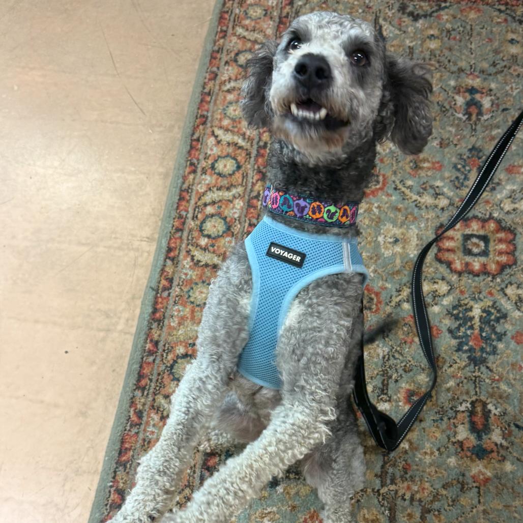 Enlarge Ralphie, a Adoptable Miniature Poodle in Walden, NY image 4/4