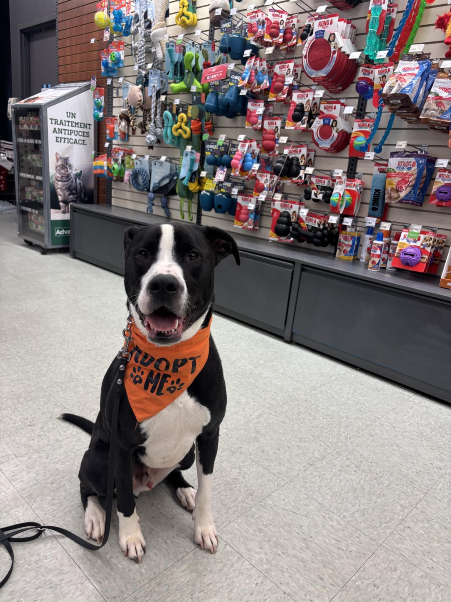 Snoopy, a Adoptable mixed breed image 1/6