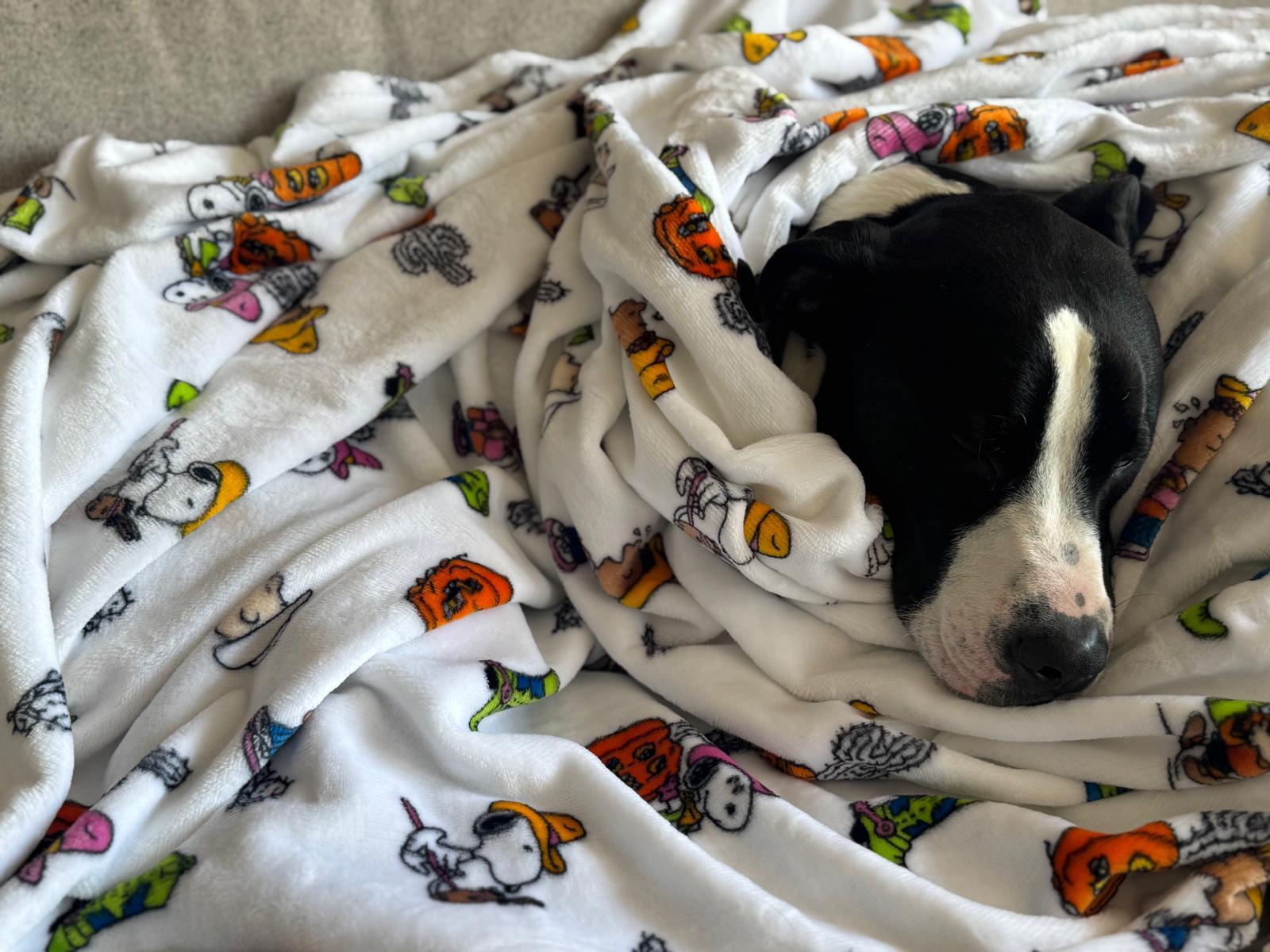 Snoopy, a Adoptable mixed breed image 5/6