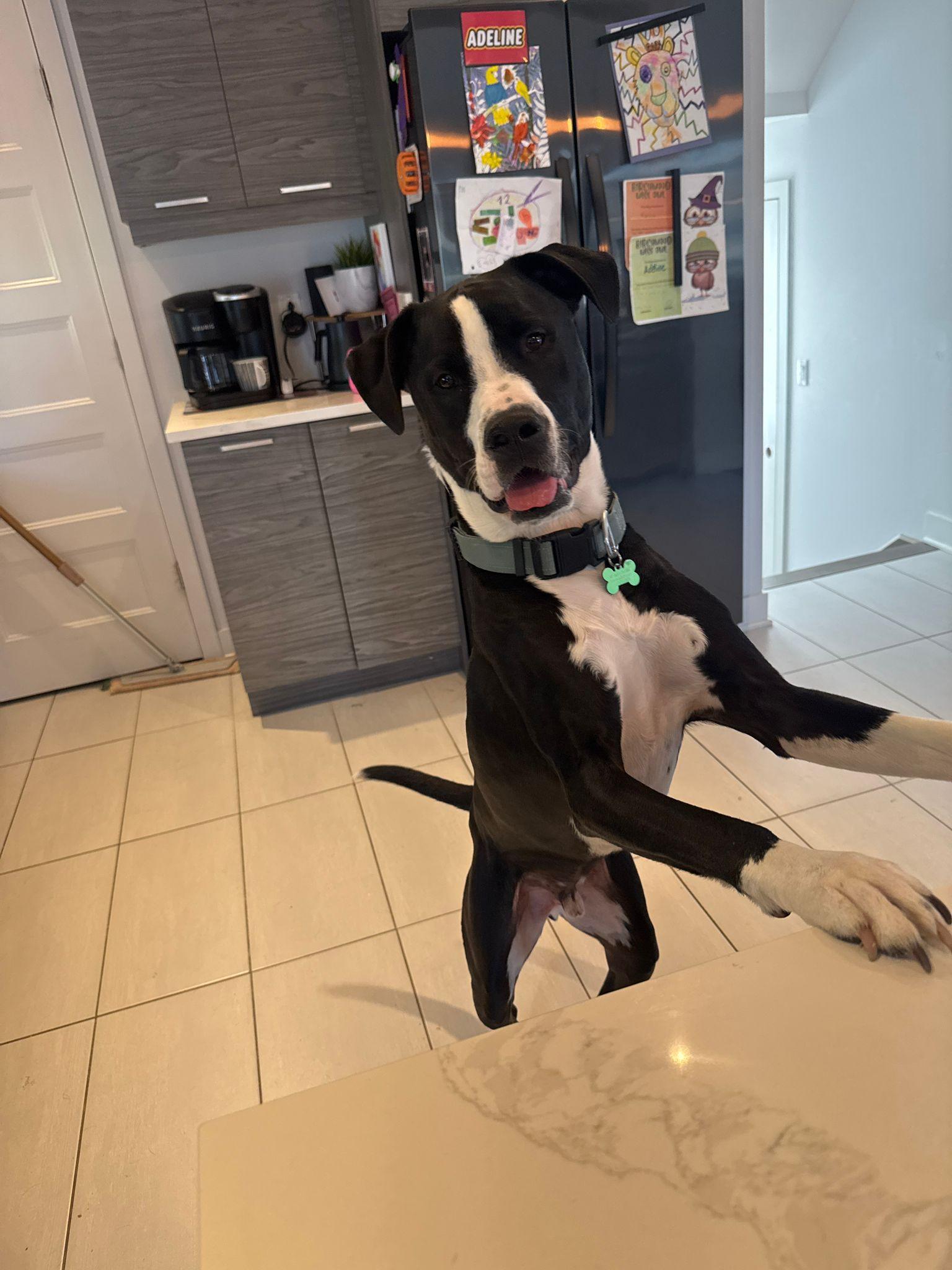 Snoopy, Adoptable, Adult Male Great Dane.