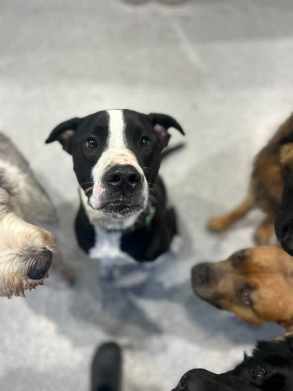 Snoopy, Adoptable, Adult Male Great Dane.