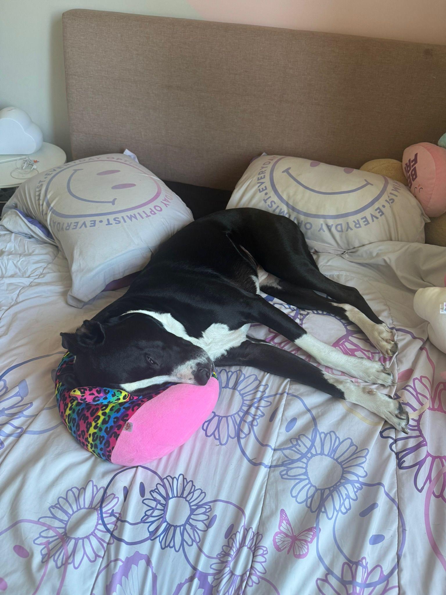 Snoopy, a Adoptable mixed breed image 6/6