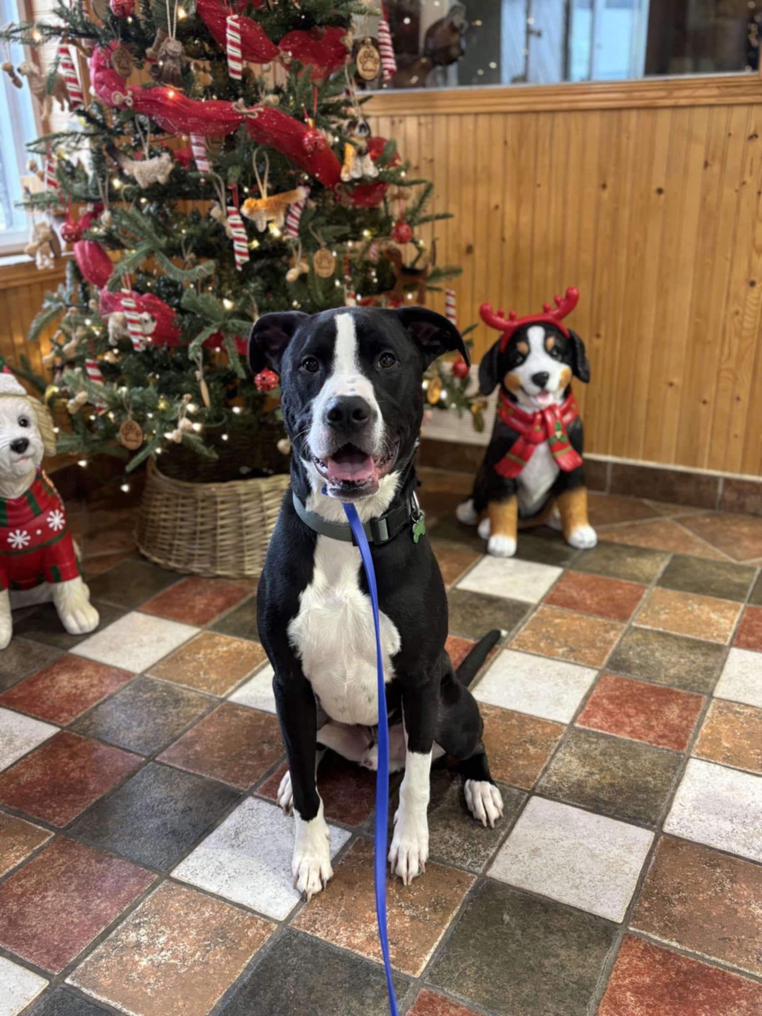 Snoopy, a Adoptable mixed breed image 3/6