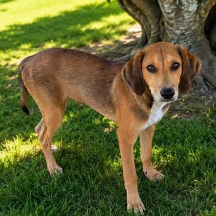 Rufus (NCCR), adopted, Young Male Hound.