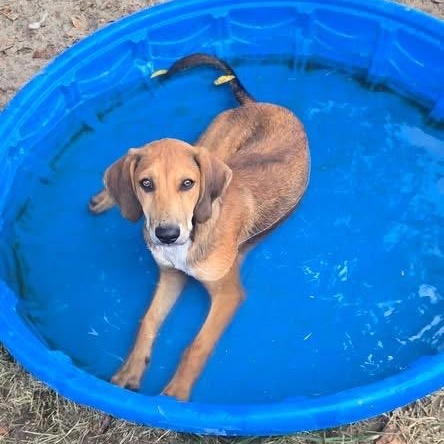 Enlarge Rufus (NCCR), an adopted mixed breed in Brewton, AL image 2/2