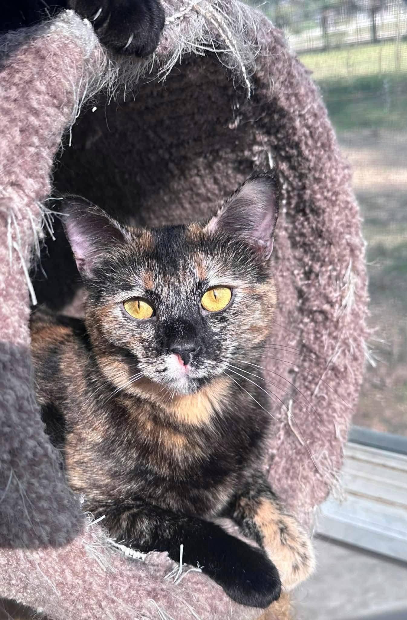 Tsunami and Tatum, a ADOPTABLE Domestic Short Hair in Hamilton, MI image 2/3
