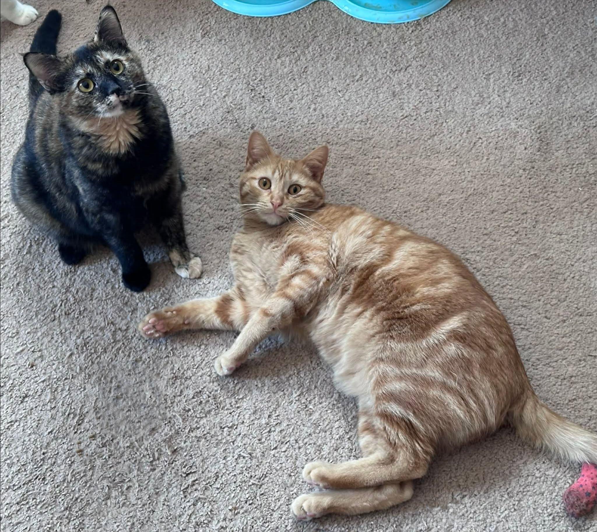 Tsunami and Tatum, ADOPTABLE, Adult Male Domestic Short Hair.