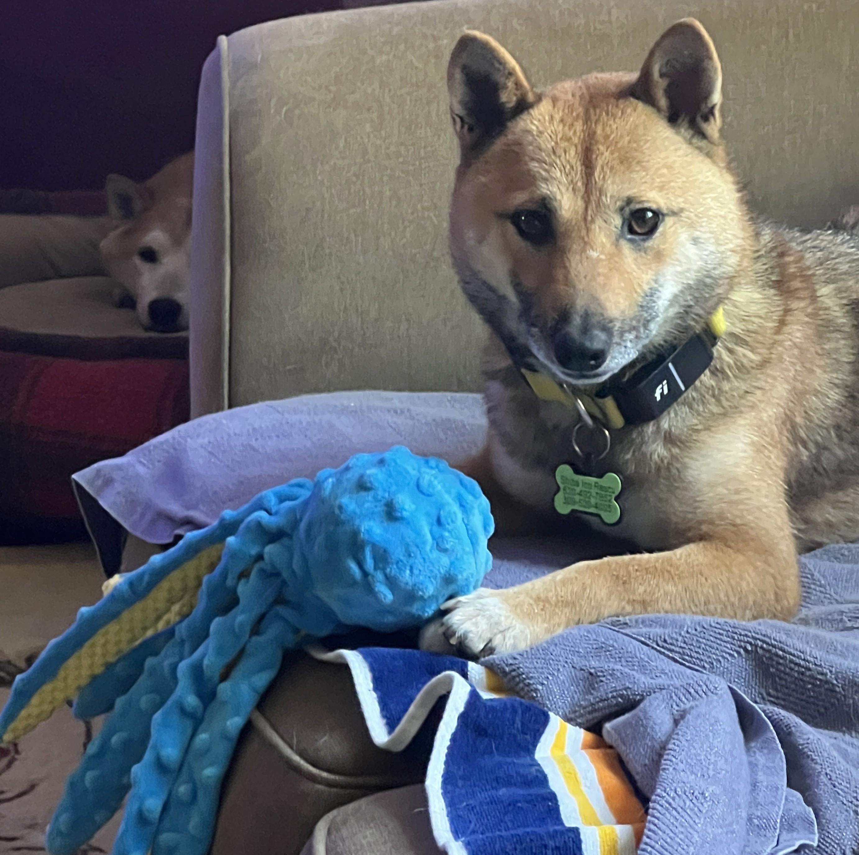 Enlarge Sora, a ADOPTABLE Shiba Inu in Chicago, IL image 1/6